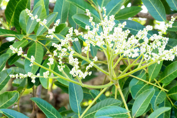 Bee on small white flower buds near Kuranda