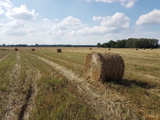 Gospodarstwo rolne © michalsen