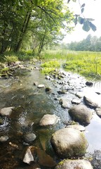 Potok w lesie © michalsen