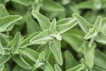 Nepeta cataria - Green leaves shanty cat.