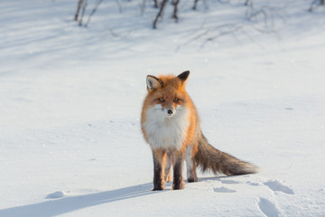 Naklejka na ściany i meble Lonely fox walking on snow in winter