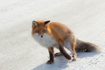 Lonely fox walking on snow in winter