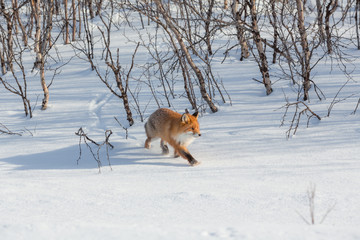Fototapeta na wymiar Lonely fox walking on snow in winter
