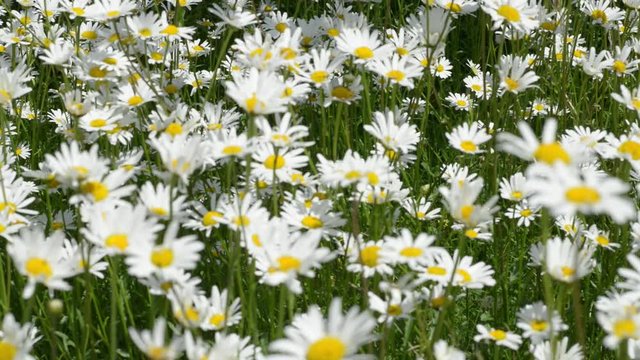 Pull Focus View Of Daises Moving In Summer Breeze