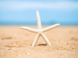 Fototapeta na wymiar Closeup starfish on the beach background blue sky. Summer day.