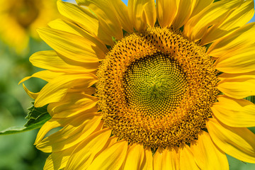 Obraz premium Yellow field of sunflowers