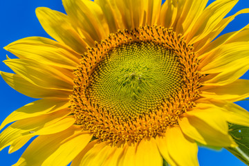 Naklejka premium Yellow field of sunflowers