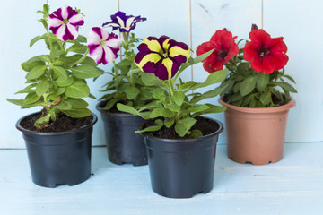 different petunia flowers  blooming  in a pot on a blue wooden background
