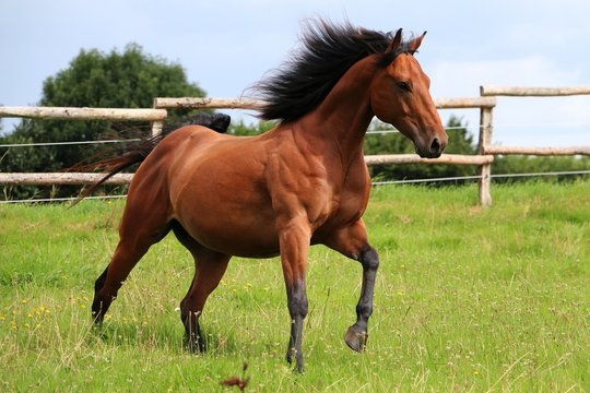 sch&ouml;nes laufendes Quarter horse auf einer Koppel