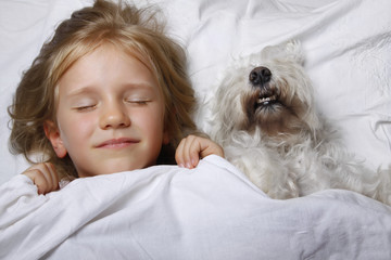 beautiful blonde little girl sleeping with white schnauzer puppy dog on white bed. Friendship concept.