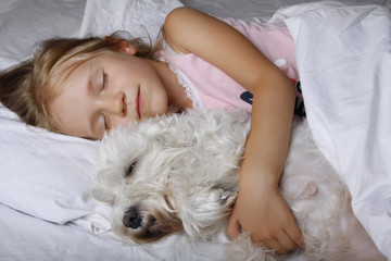 beautiful blonde little girl sleeping with white schnauzer puppy dog on white bed. Friendship concept.