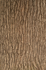 Embossed texture of the bark of oak.