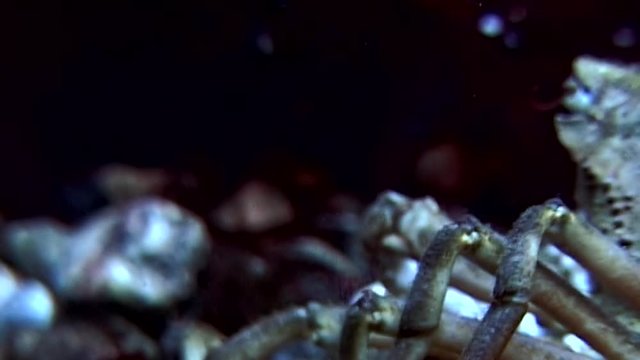Crab hios underwater in search of food on seabed of White Sea Russia. Unique video close up. Predators of marine life on background of pure and transparent water stones.