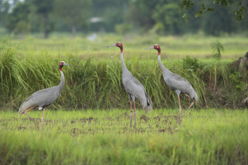 Obraz premium Eastern Sarus Crane (Grus antigone)