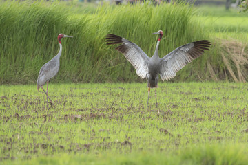 Eastern Sarus Crane (Grus antigone)