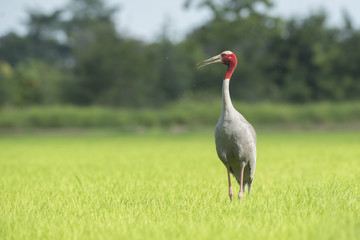 Eastern Sarus Crane (Grus antigone)