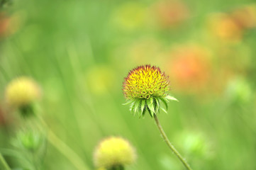 Seed pollen spanish needle flower