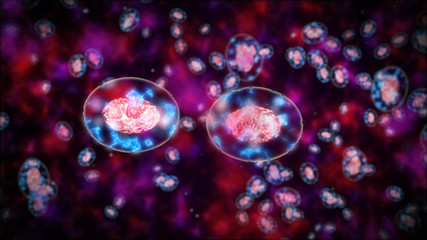 Two cells had been divided by osmosis