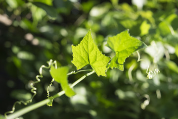 Ivy gourd, Coccinia grandis bright green
