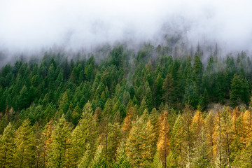 Panele Szklane  Kolory jesieni i mgła