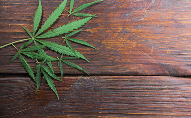 Cannabis leaves