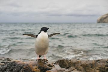 Fototapeta na wymiar Adelie Penguin