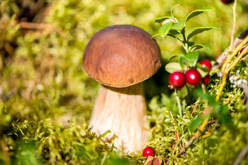 Picking mushrooms and cranberries in forest in early autumn. Last sunny summer days. Mushrooms and berries are growing in warm green, thick, wet moss layer. Perfect weather for outdoor activities