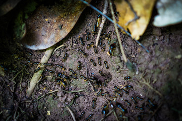 Ant Hole