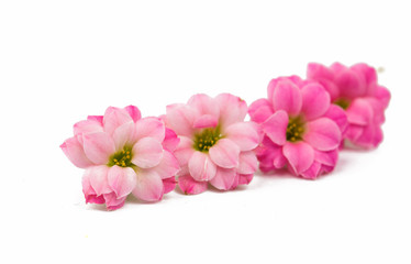 Pink little beautiful flowers