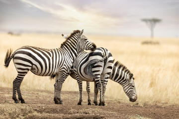 Obraz na płótnie Canvas Zebra trio in the Masai Mara at dusk
