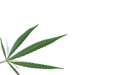 Cannabis leaves