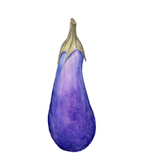 Eggplant isolated on white background , with clipping path, Hand drawn watercolor illustration