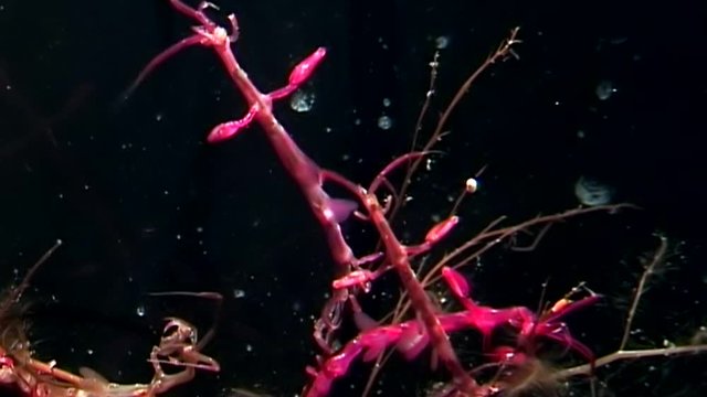 Skeleton sea goat Caprellalinearis underwater on seabed of White Sea. Unique macro video close up. Caprellalinearis of marine life on black background of pure and transparent water. Relax.