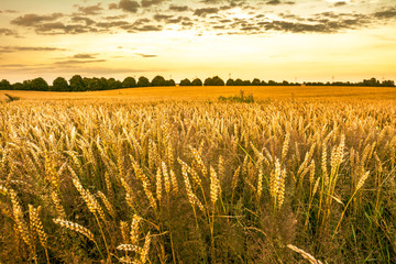 Golden wheat field and sunset sky, landscape of agricultural grain crops in harvest season,...