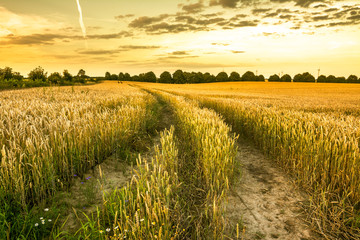 Path in wheat field at sunset, farm land with crops, agricultural countryside landscape