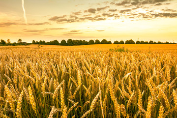 Golden wheat field, landscape of agricultural grain crops and sunset sky, panoramic vista - obrazy, fototapety, plakaty