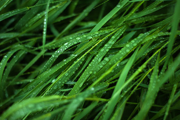 Fresh green grass with dew drops close up.