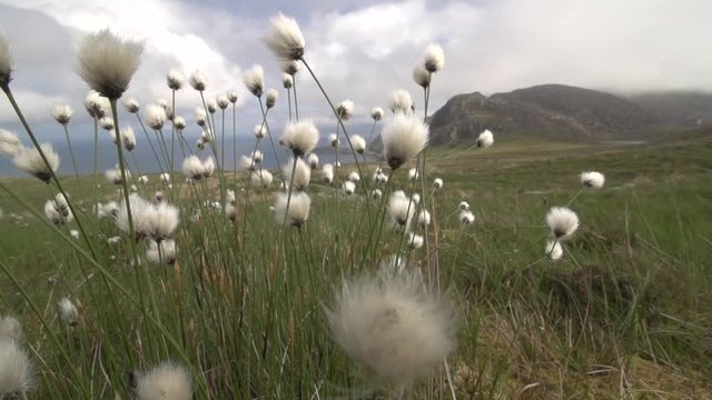 cotton grass in summer