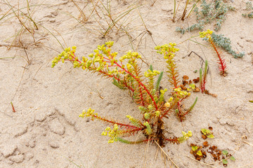 Euphorbia paralias. Lechetrezna de las dunas.
