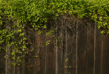 Wooden fence with plants as background