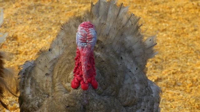 Turkey Seen Close Up Showing Wattle Detail