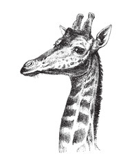 Giraffe head - vintage illustration © Hein Nouwens