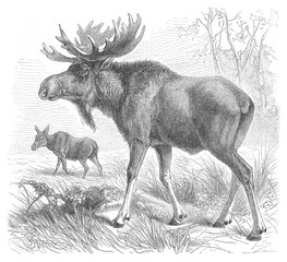 Moose (Alces palmatus) - vintage illustration