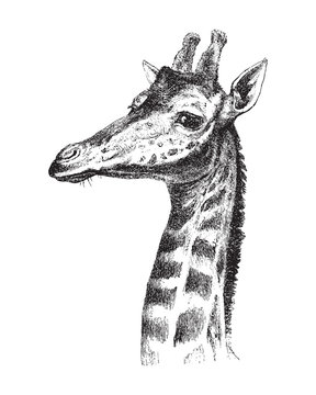 Giraffe head - vintage illustration