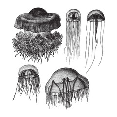 Jellyfish collection - vintage illustration  © Hein Nouwens
