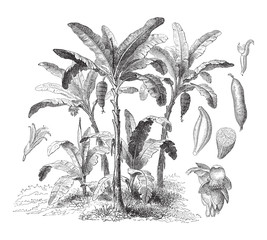Latundan banana (Musa sapientum) - vintage illustration © Hein Nouwens