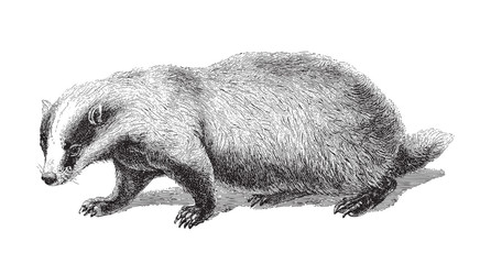 Badger (Meles Taxus) - vintage illustration