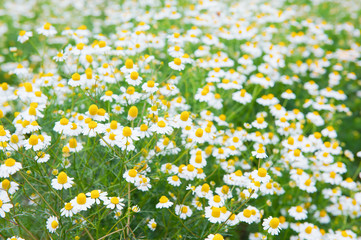 Beautiful field of chamomiles flowers at summer.