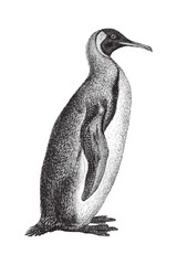 King Penguin (Aptenodytes patagonicus) - vintage illustration