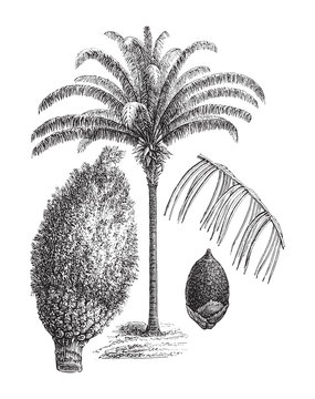Attalea maripa (Maximiliana regia) - vintage illustration